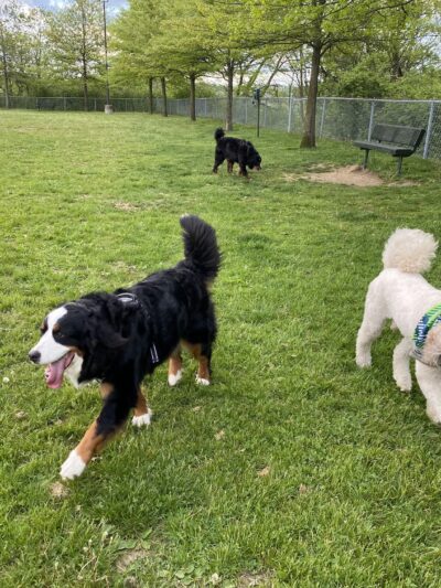 Green Tree Dog Park (Restricted, Residents Only) - Pittsburgh, PA
