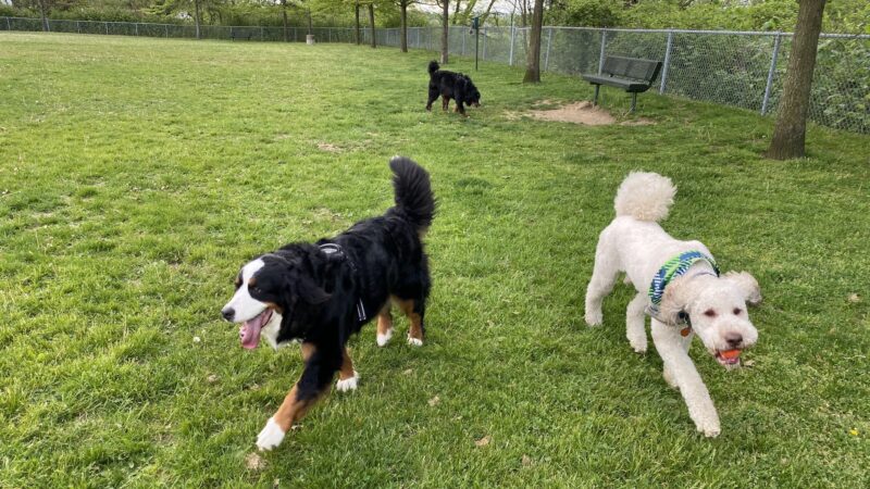 Green Tree Dog Park (Restricted, Residents Only) - Pittsburgh, PA