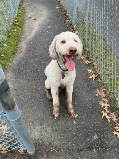 Green Tree Dog Park (Restricted, Residents Only) - Pittsburgh, PA
