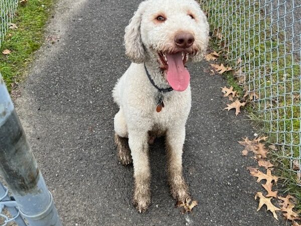 Green Tree Dog Park (Restricted, Residents Only) - Pittsburgh, PA