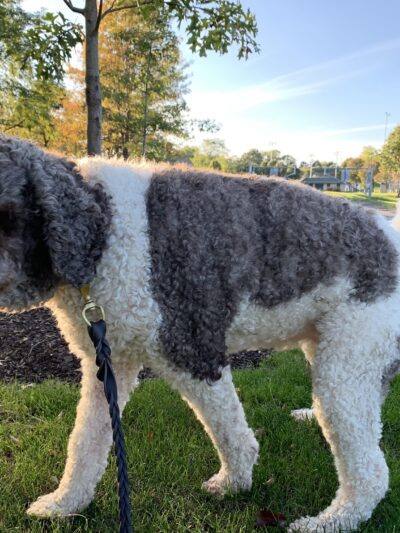 Green Tree Dog Park (Restricted, Residents Only) - Pittsburgh, PA