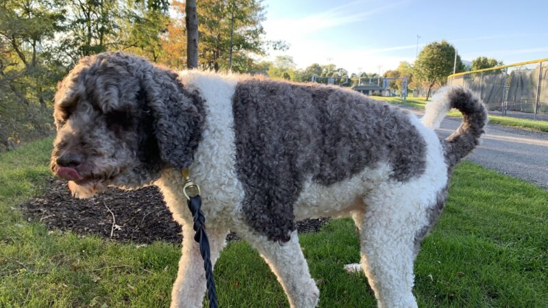 Green Tree Dog Park (Restricted, Residents Only) - Pittsburgh, PA