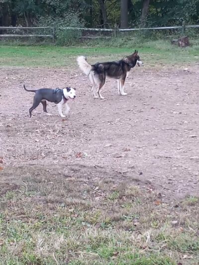 Riverview Dog Park - Pittsburgh, PA