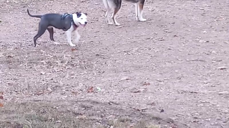 Riverview Dog Park - Pittsburgh, PA