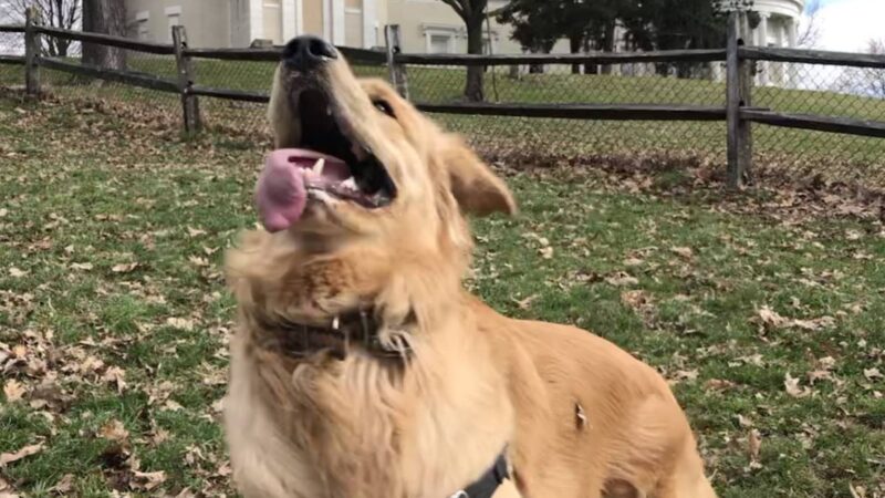 Riverview Dog Park - Pittsburgh, PA