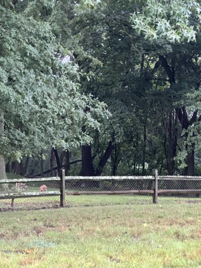 Riverview Dog Park - Pittsburgh, PA