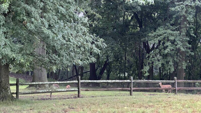 Riverview Dog Park - Pittsburgh, PA