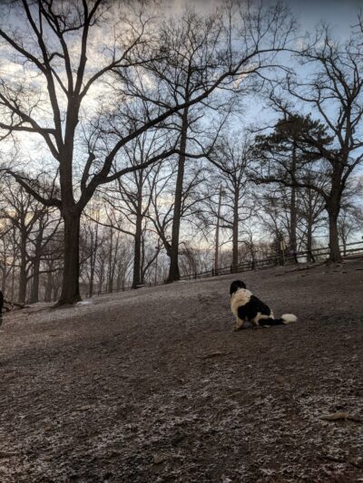 Riverview Dog Park - Pittsburgh, PA