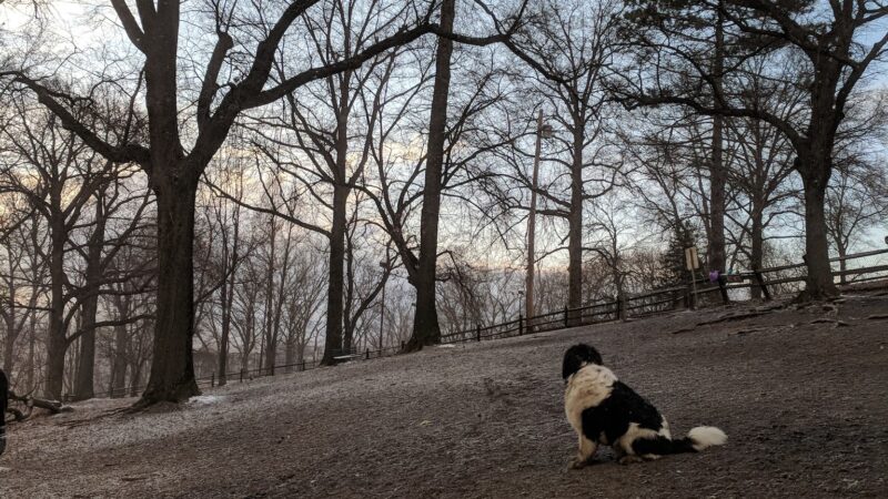 Riverview Dog Park - Pittsburgh, PA