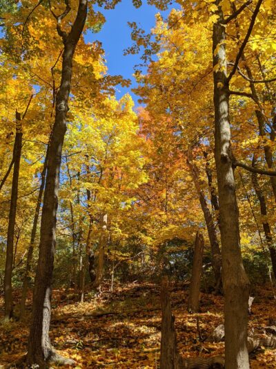 Robb Hollow Park - Pittsburgh, PA