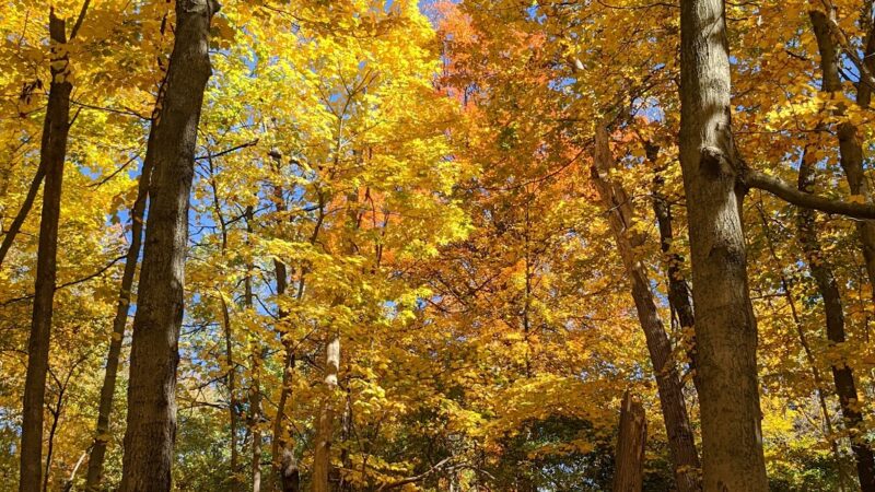Robb Hollow Park - Pittsburgh, PA