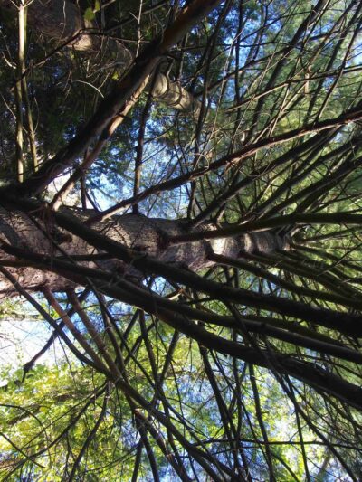 Robb Hollow Park - Pittsburgh, PA