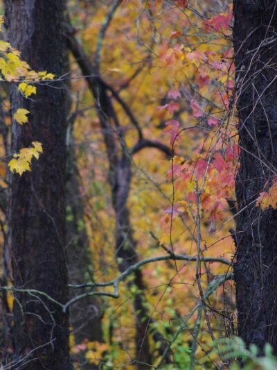 Robb Hollow Park - Pittsburgh, PA