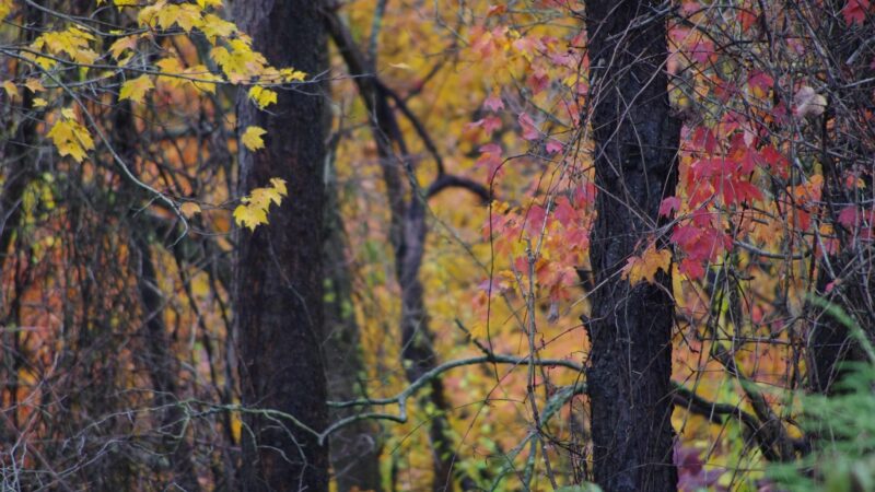 Robb Hollow Park - Pittsburgh, PA