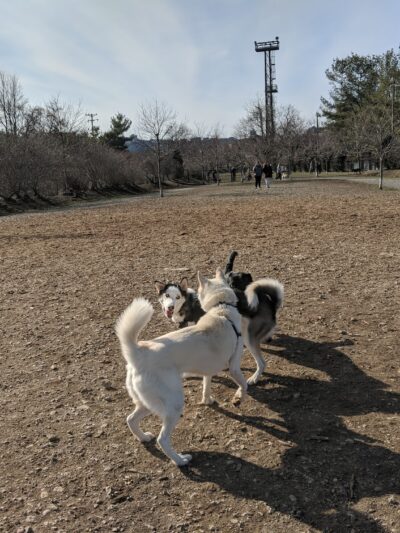 South Side Dog Park - Pittsburgh, PA