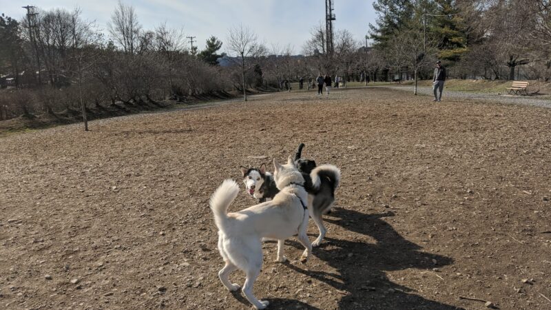 South Side Dog Park - Pittsburgh, PA