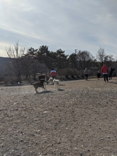 South Side Dog Park - Pittsburgh, PA