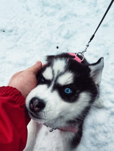 Sunnyslope - Pittsburgh, PA