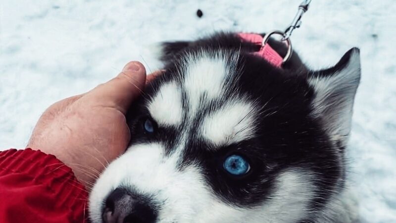 Sunnyslope - Pittsburgh, PA