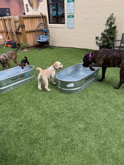 The Dog Penn - Pittsburgh, PA