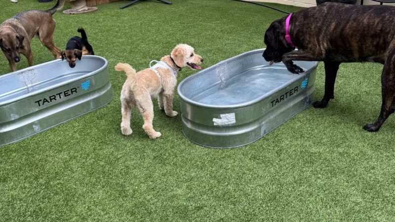 The Dog Penn - Pittsburgh, PA