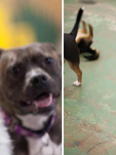 The Dog Stop - Upper St. Clair - Pittsburgh, PA