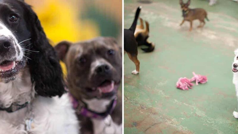 The Dog Stop - Upper St. Clair - Pittsburgh, PA