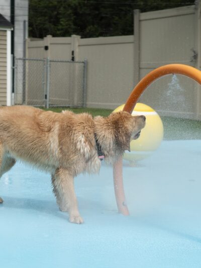 The Dog Stop - Upper St. Clair - Pittsburgh, PA