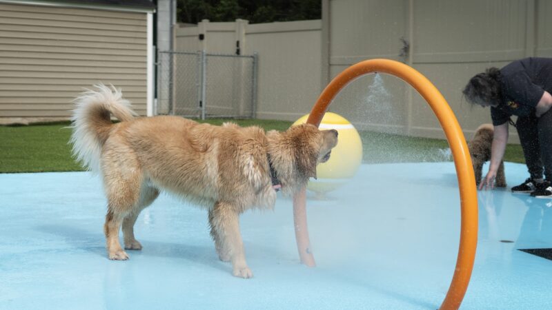 The Dog Stop - Upper St. Clair - Pittsburgh, PA