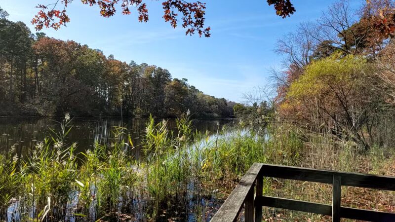 Parvin State Park - Pittsgrove, NJ