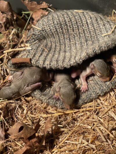 Woodlands Wildlife Refuge - Pittstown, NJ