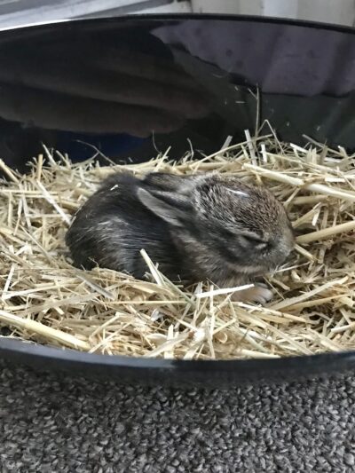 Woodlands Wildlife Refuge - Pittstown, NJ