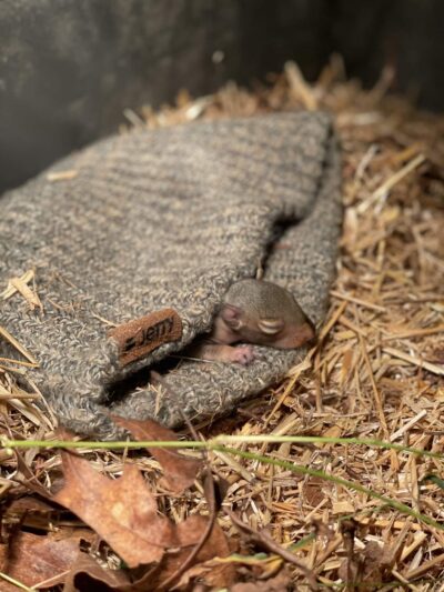 Woodlands Wildlife Refuge - Pittstown, NJ