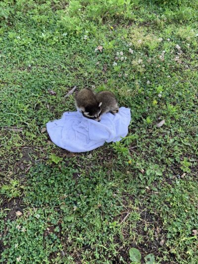 Woodlands Wildlife Refuge - Pittstown, NJ