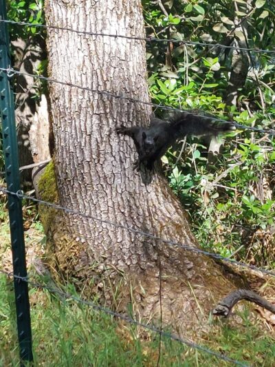 El Dorado Trail - Placerville, CA