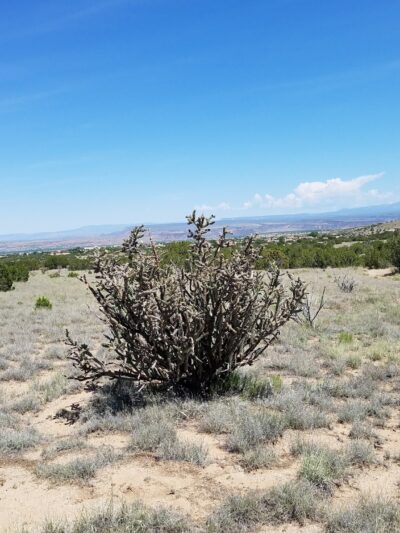 Strip Mine Trailhead - Placitas, NM