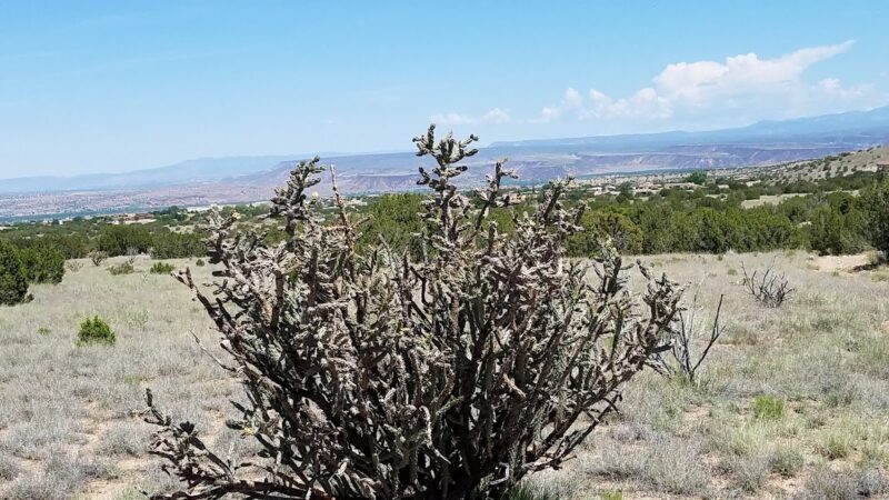 Strip Mine Trailhead - Placitas, NM