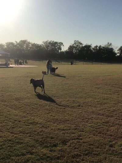Dog Park at Windhaven Meadows Park - Plano, TX