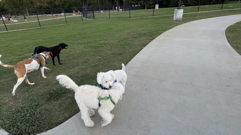 Dog Park at Windhaven Meadows Park - Plano, TX