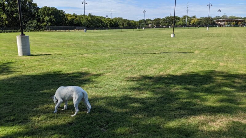 Dog Park | Bob Woodruff - Plano, TX
