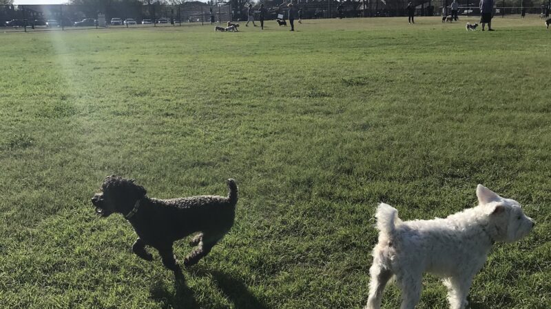 Dog Park | Bob Woodruff - Plano, TX