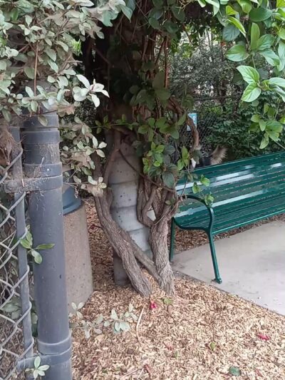 Longwood Dog Park - Playa Vista, CA