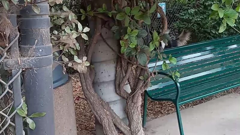 Longwood Dog Park - Playa Vista, CA