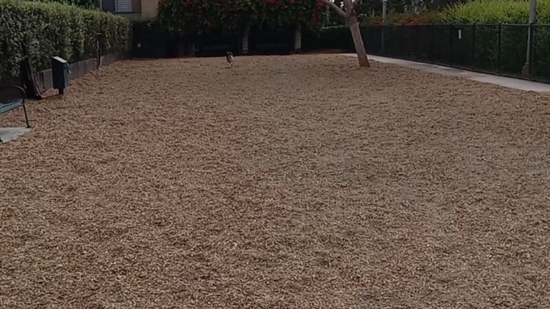 Longwood Dog Park - Playa Vista, CA