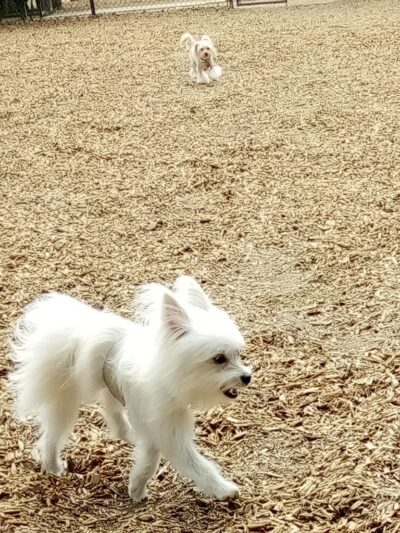 Longwood Dog Park - Playa Vista, CA