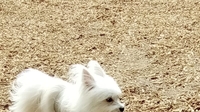 Longwood Dog Park - Playa Vista, CA