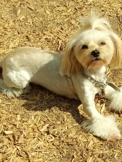 Longwood Dog Park - Playa Vista, CA