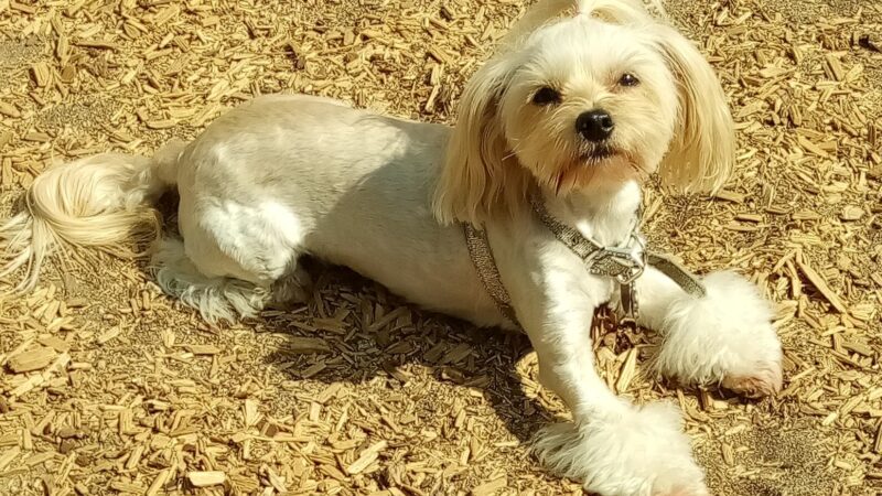 Longwood Dog Park - Playa Vista, CA