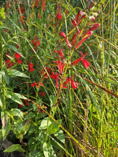 State Game Lands Number 159 - Pleasant Mount, PA