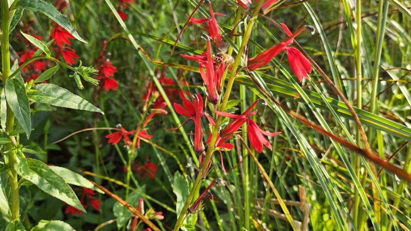 State Game Lands Number 159 - Pleasant Mount, PA